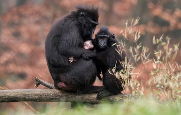 Parc zoologique et botanique