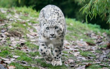 panthère des neiges