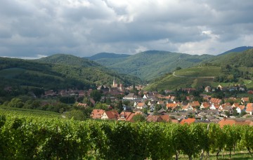 Vignes Alsace