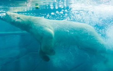 Ours blancs Mulhouse