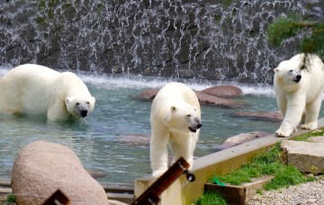 Ours blancs Mulhouse